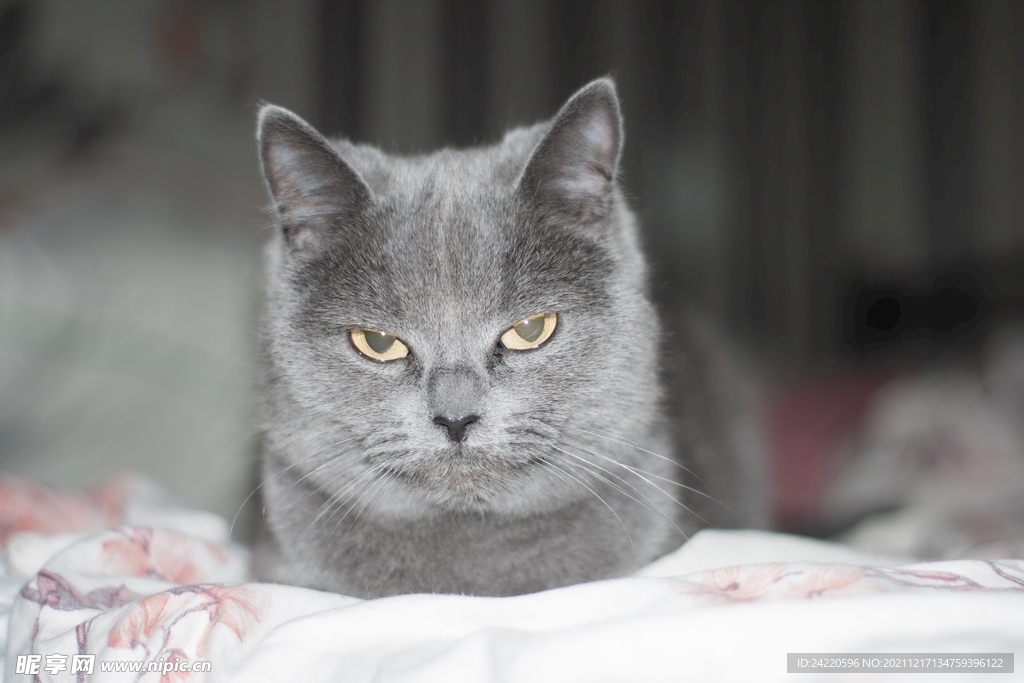 猫