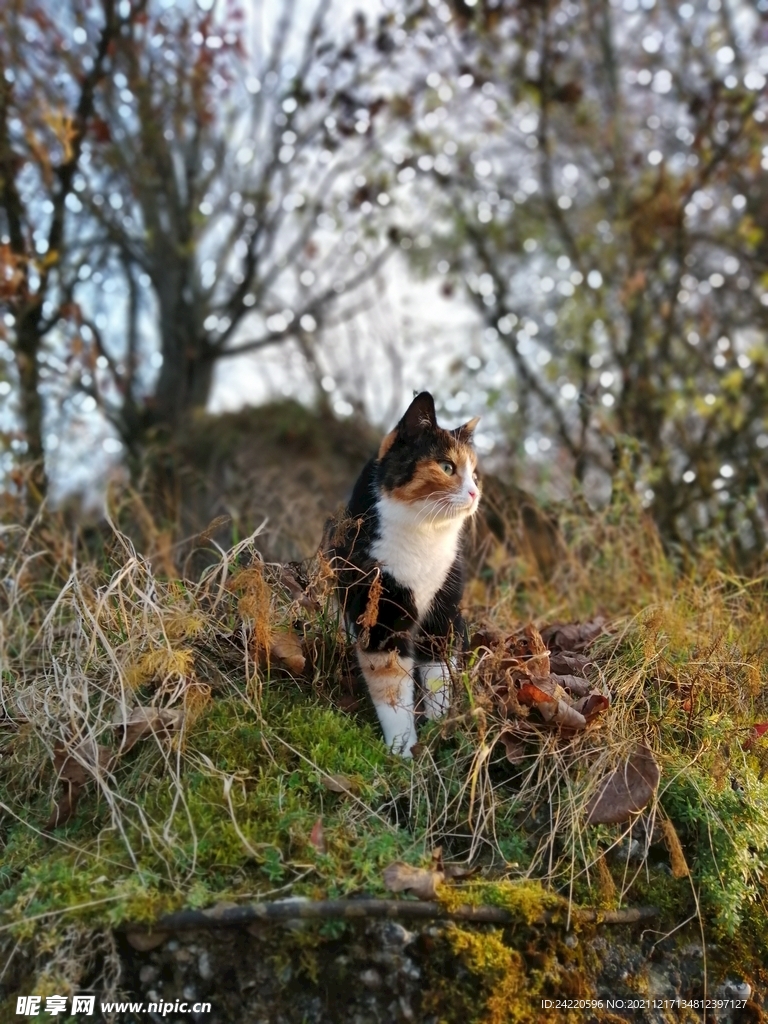 猫