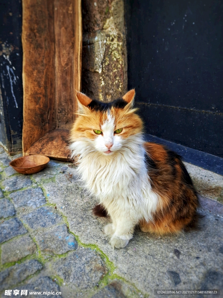 猫