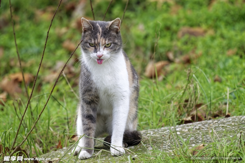 猫