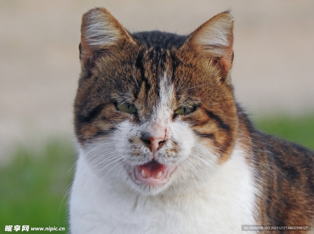 猫