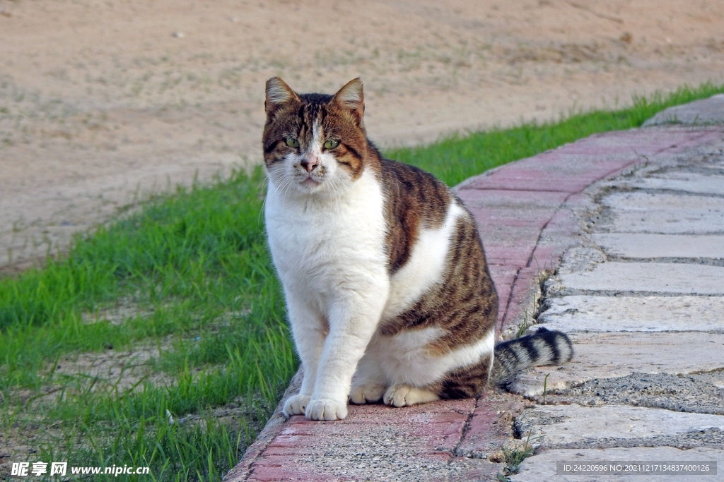 猫