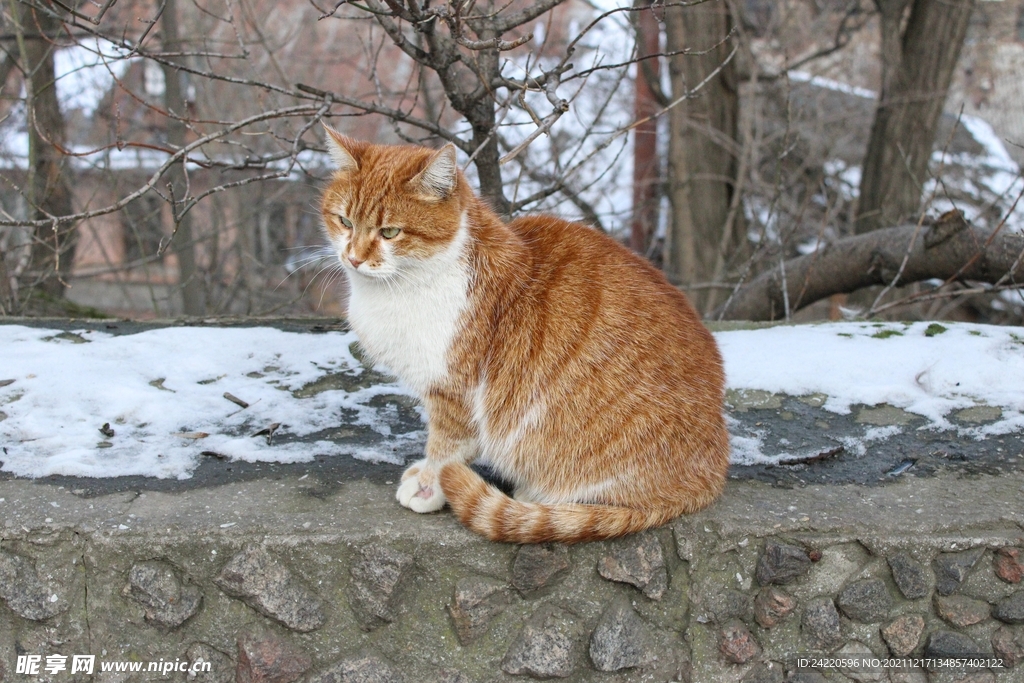 猫