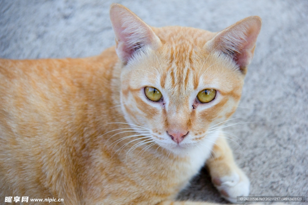 猫