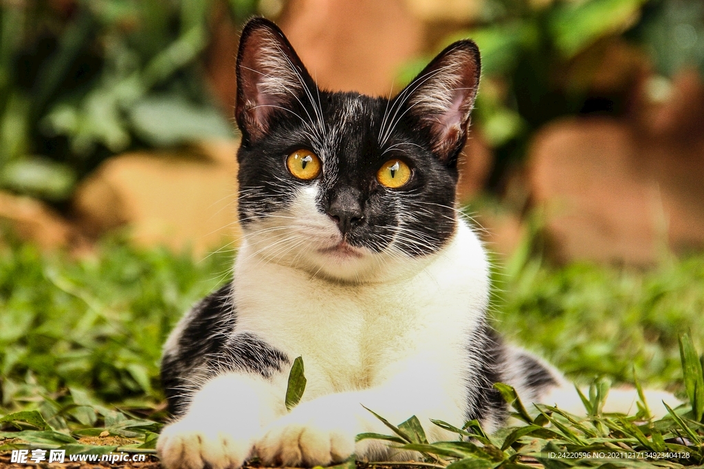 猫