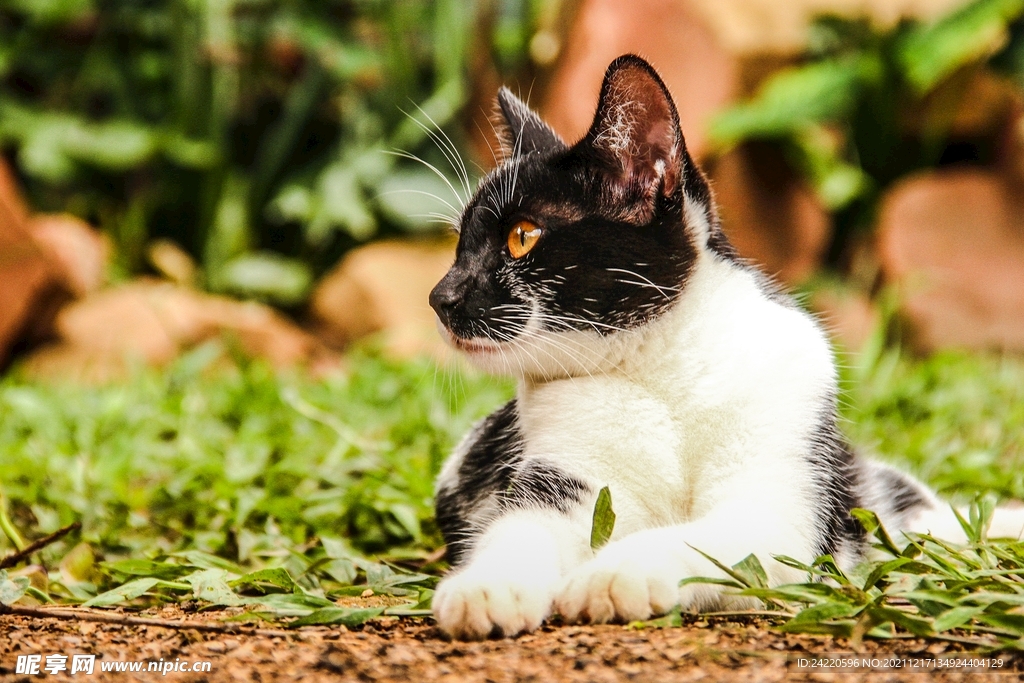 猫