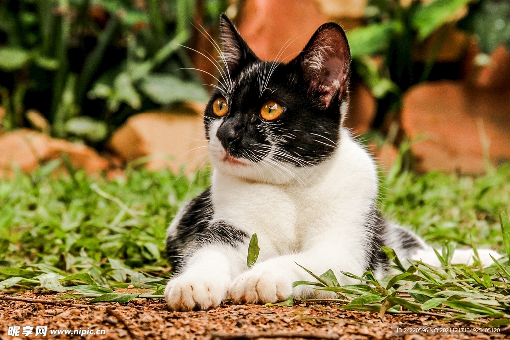猫
