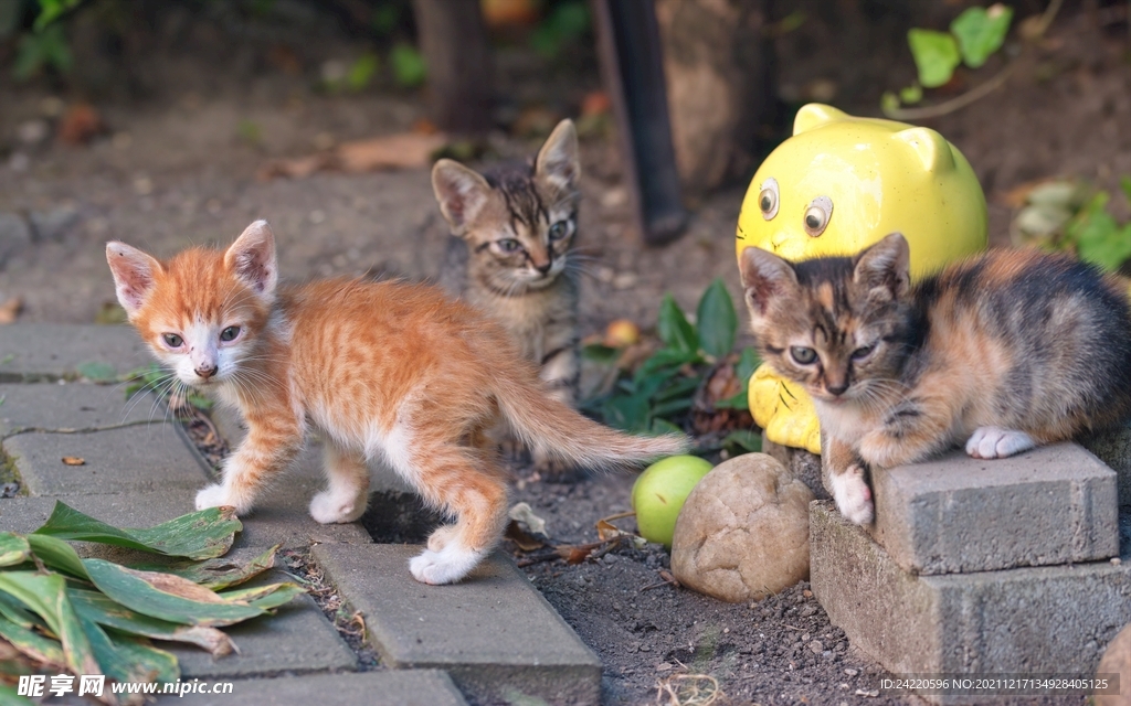 猫
