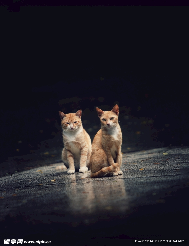 猫