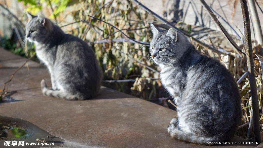 猫
