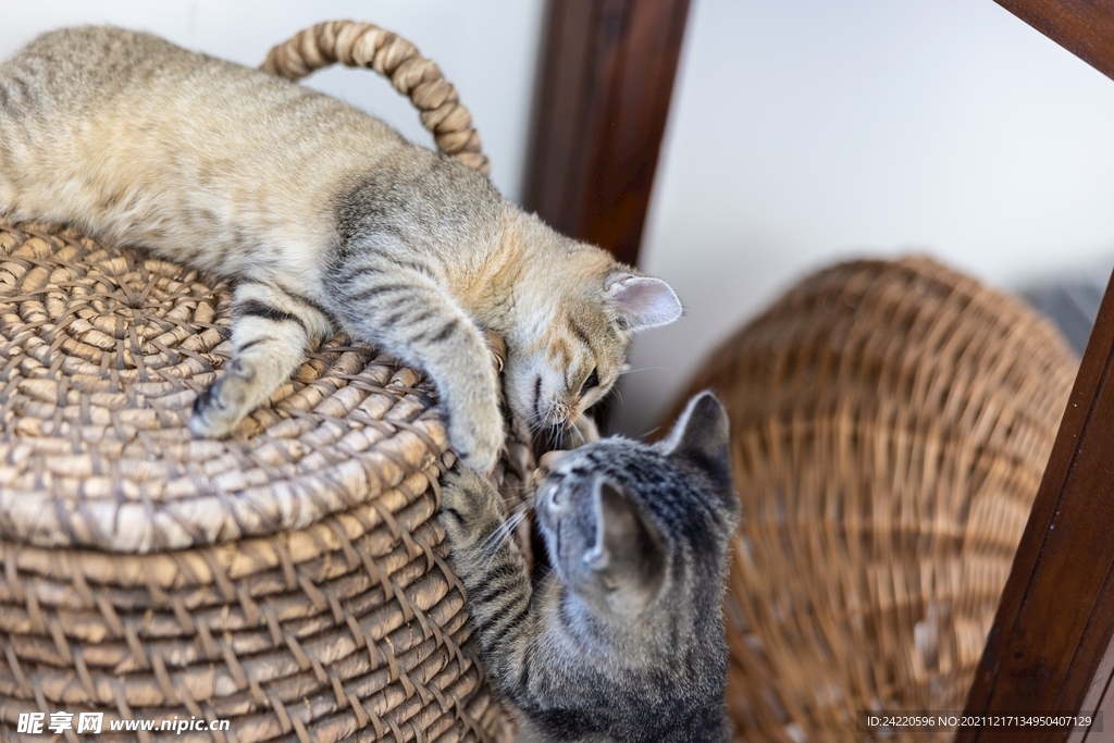 猫
