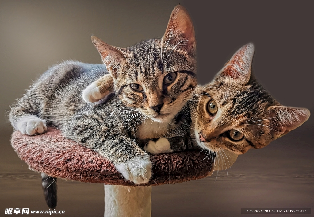 猫
