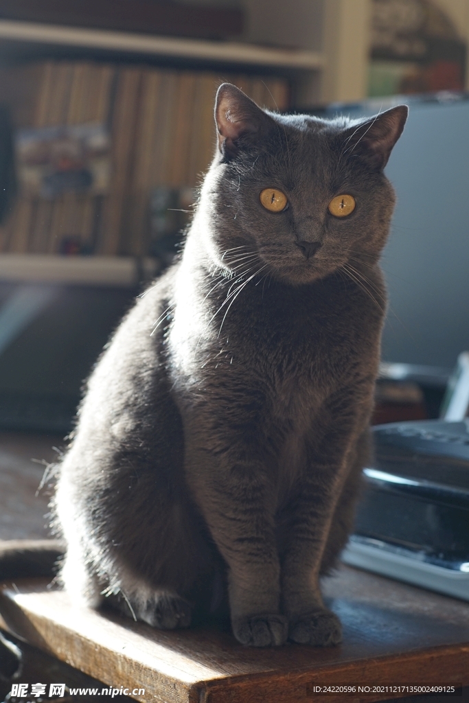 猫