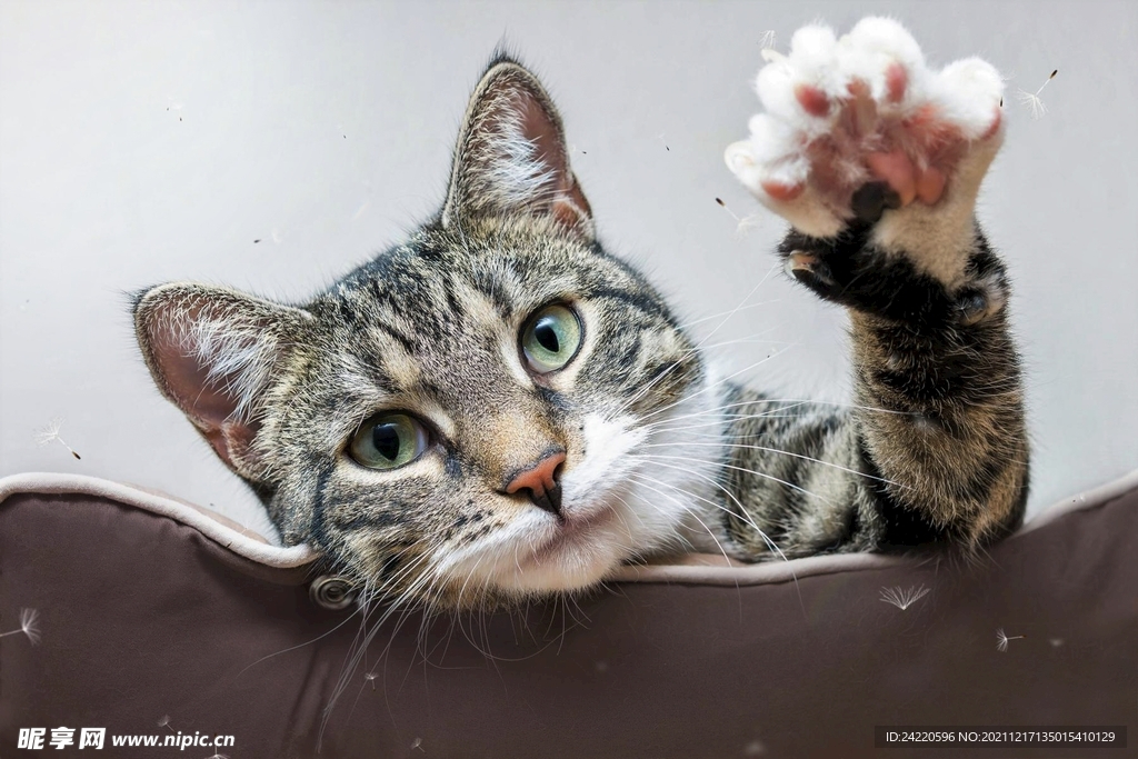 猫