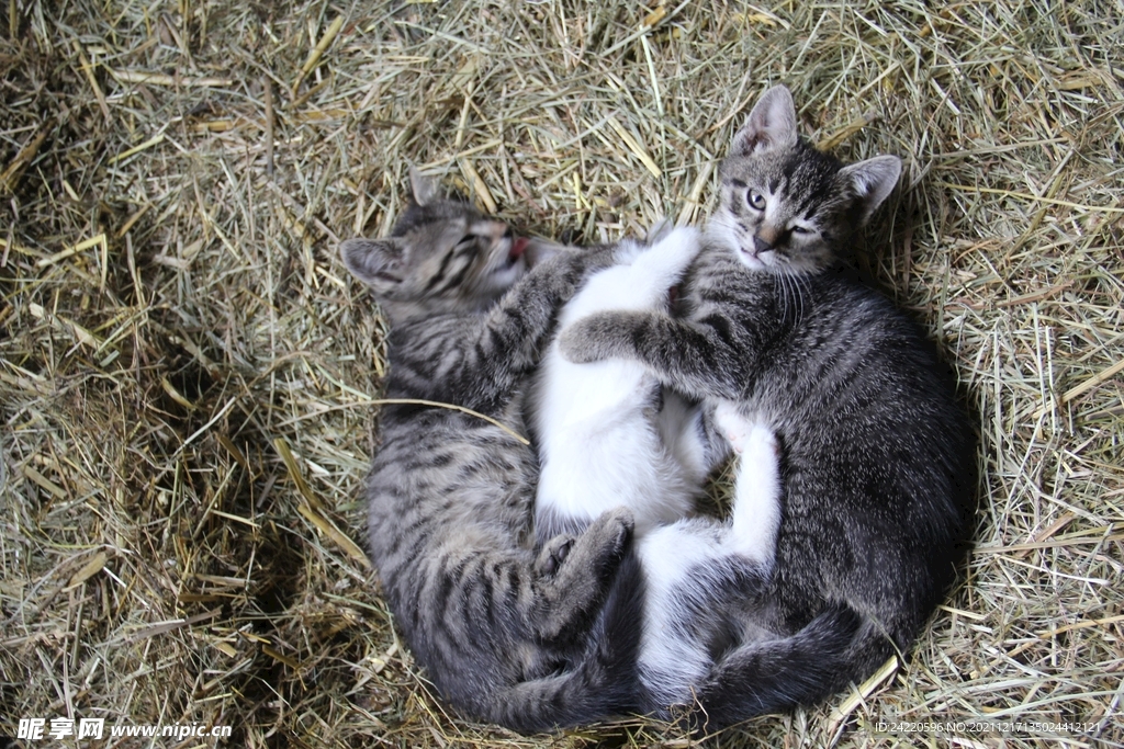 猫