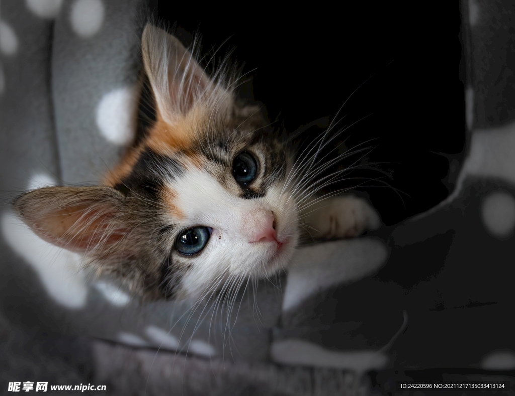 猫