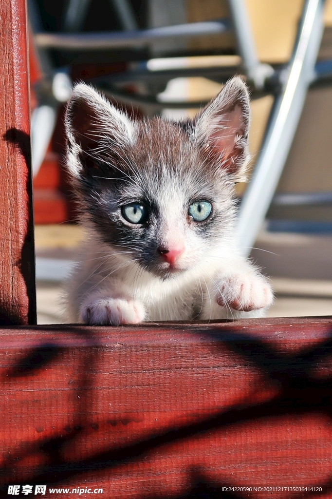 猫
