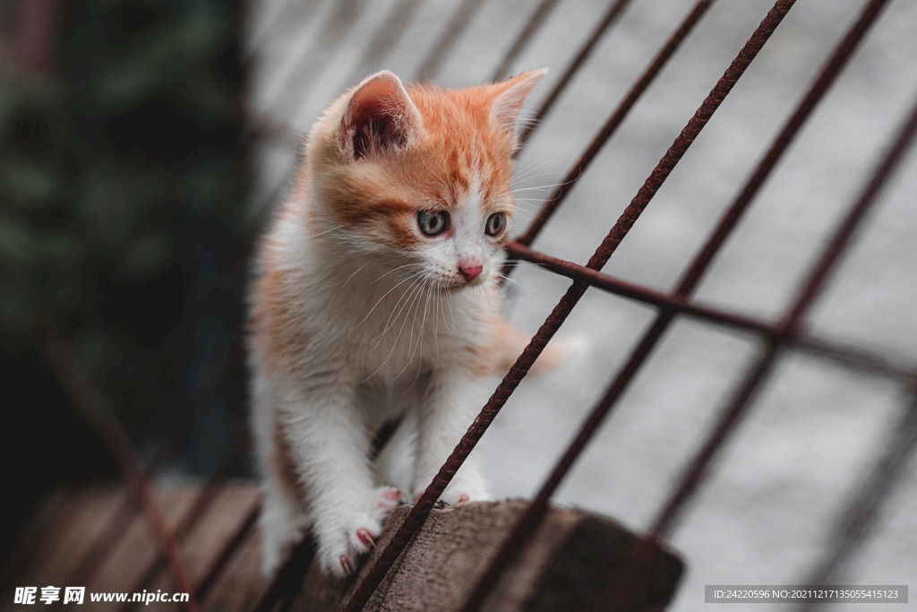 猫