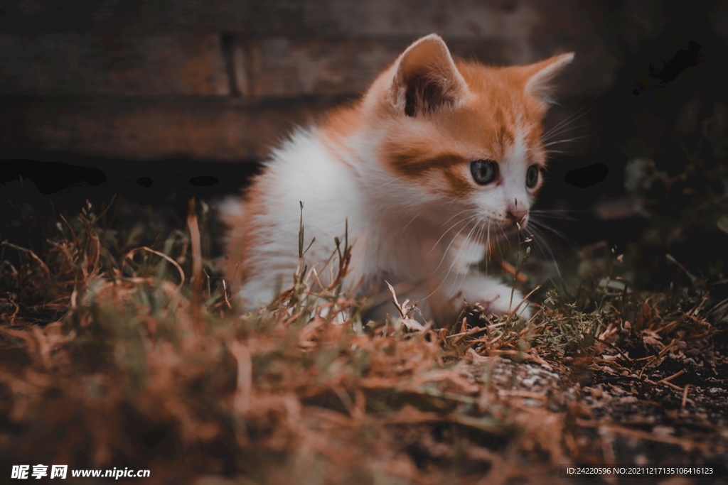 猫