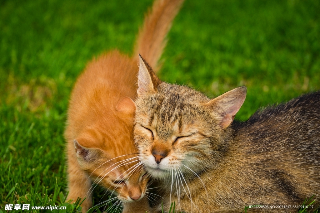 猫