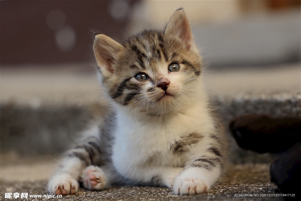 猫