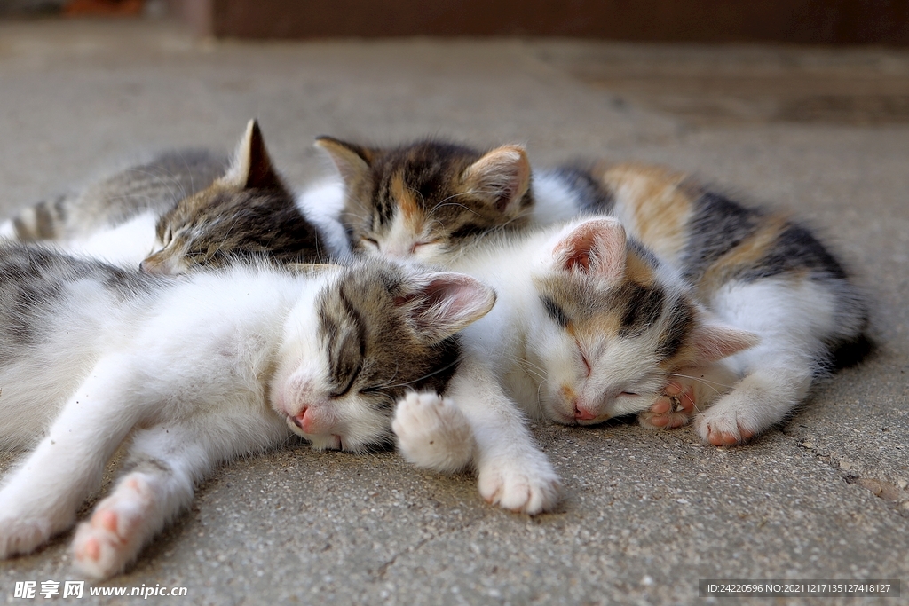 猫