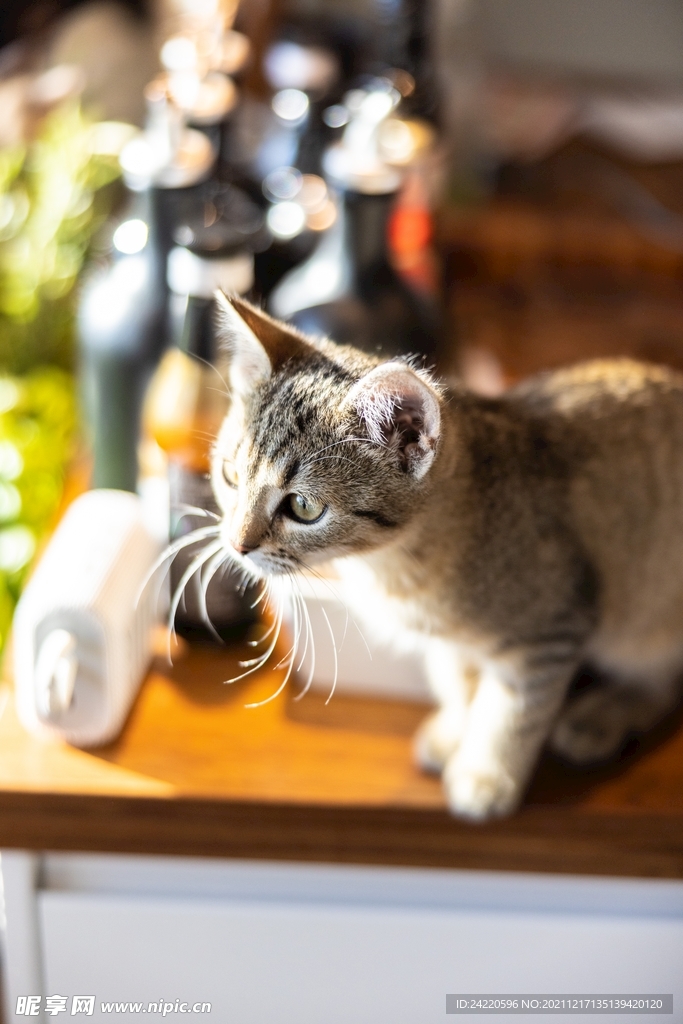 猫
