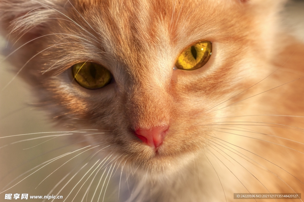 猫