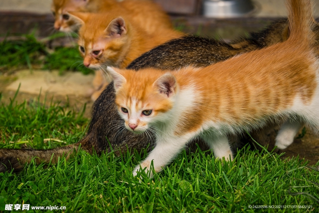 猫