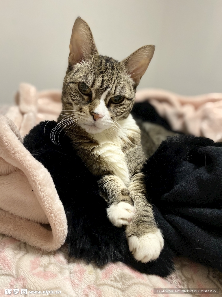 猫