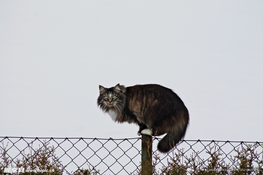 猫