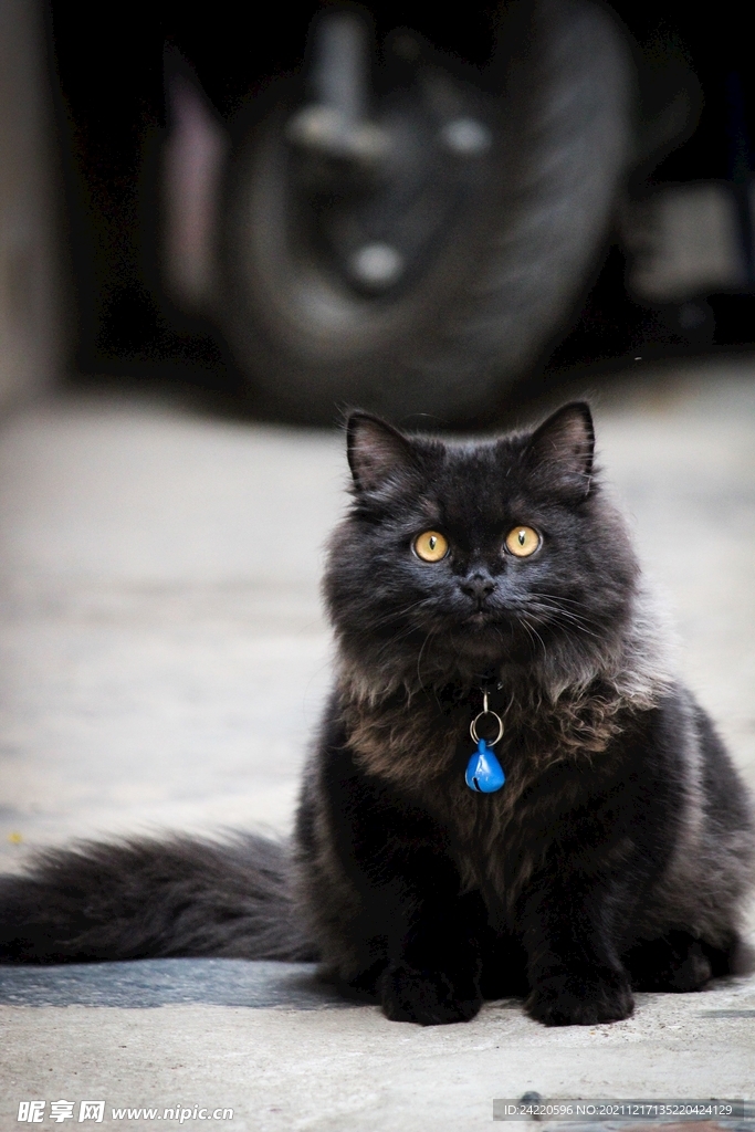 猫