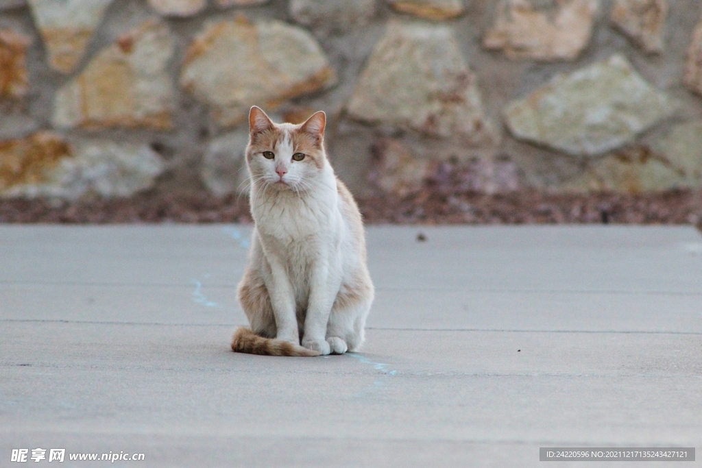 猫