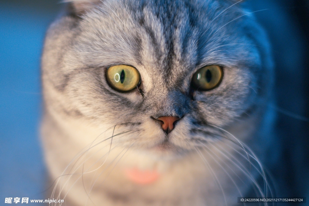 猫