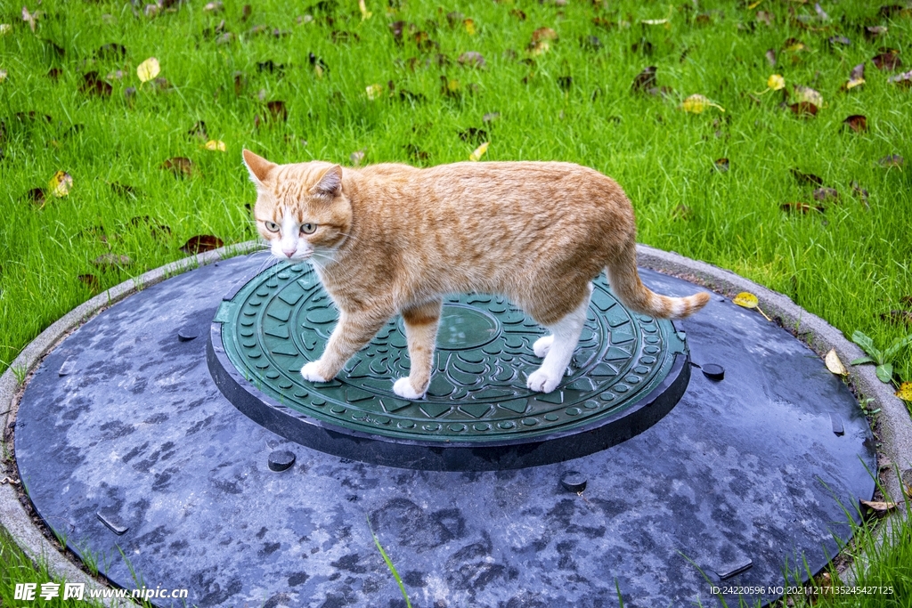 猫