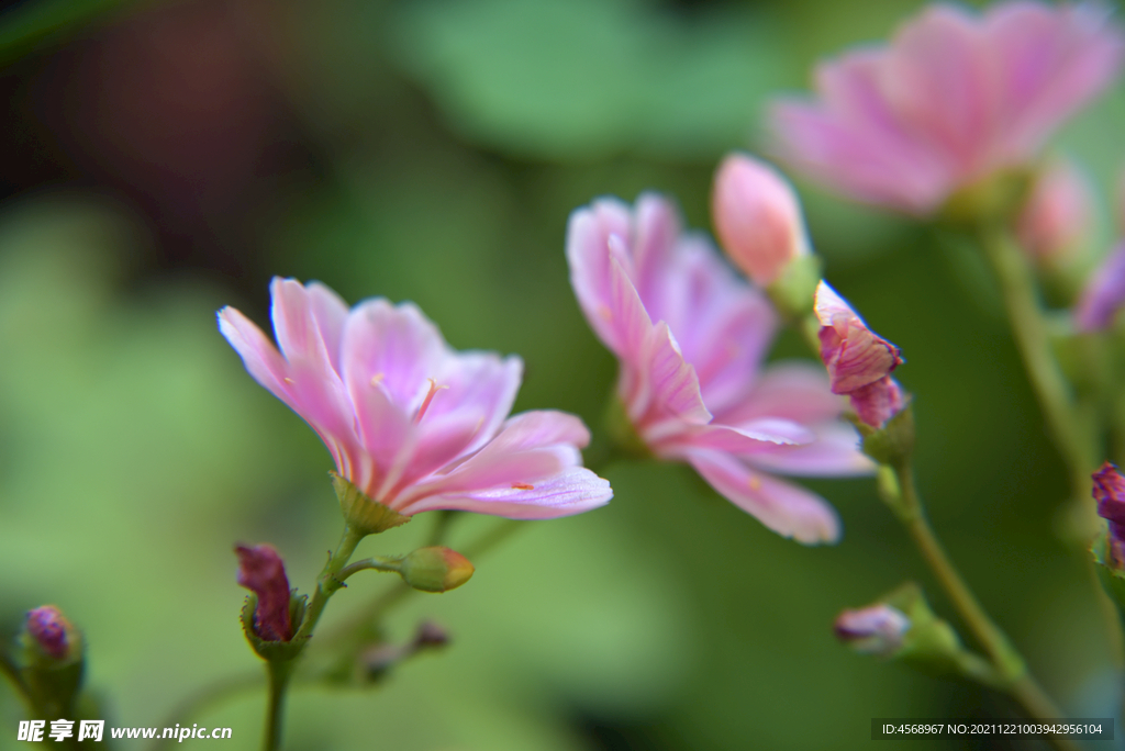 露薇花