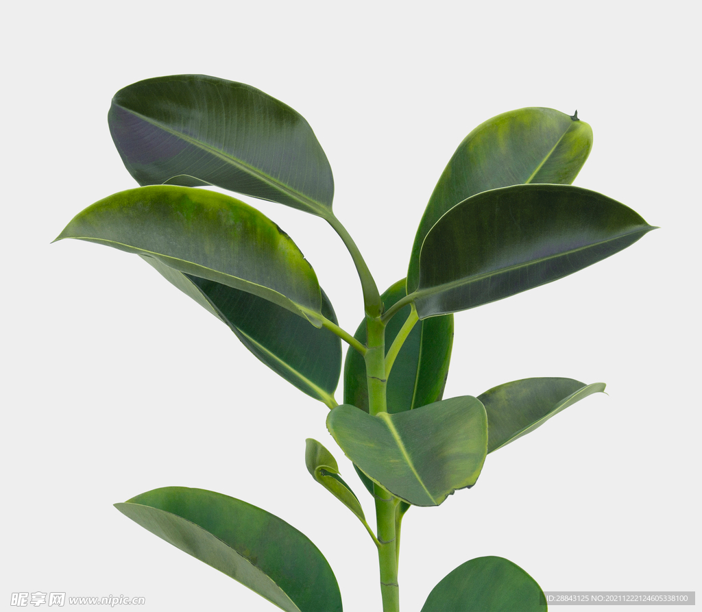 绿色植物高清素材PSD植物高级