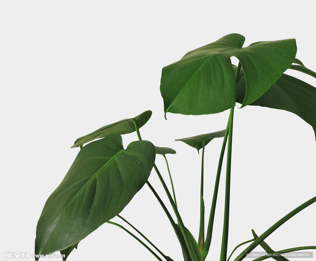 绿色植物PSD植物高清元素高级