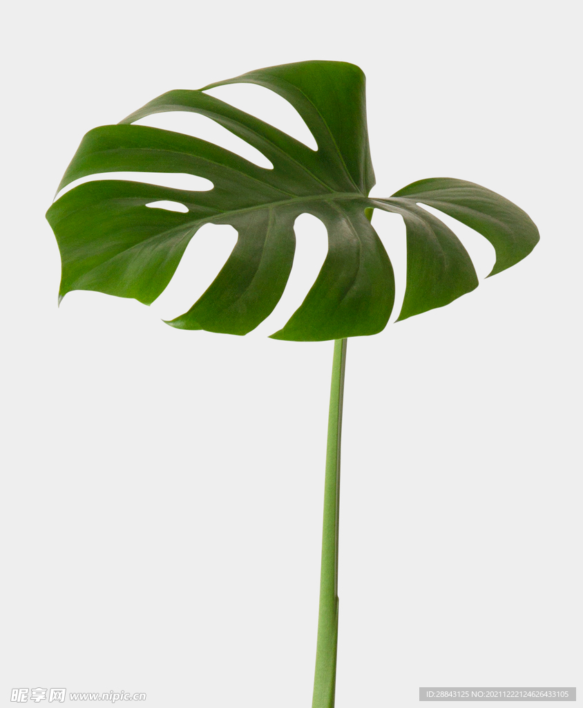 绿色植物高清PSD植物高等元素