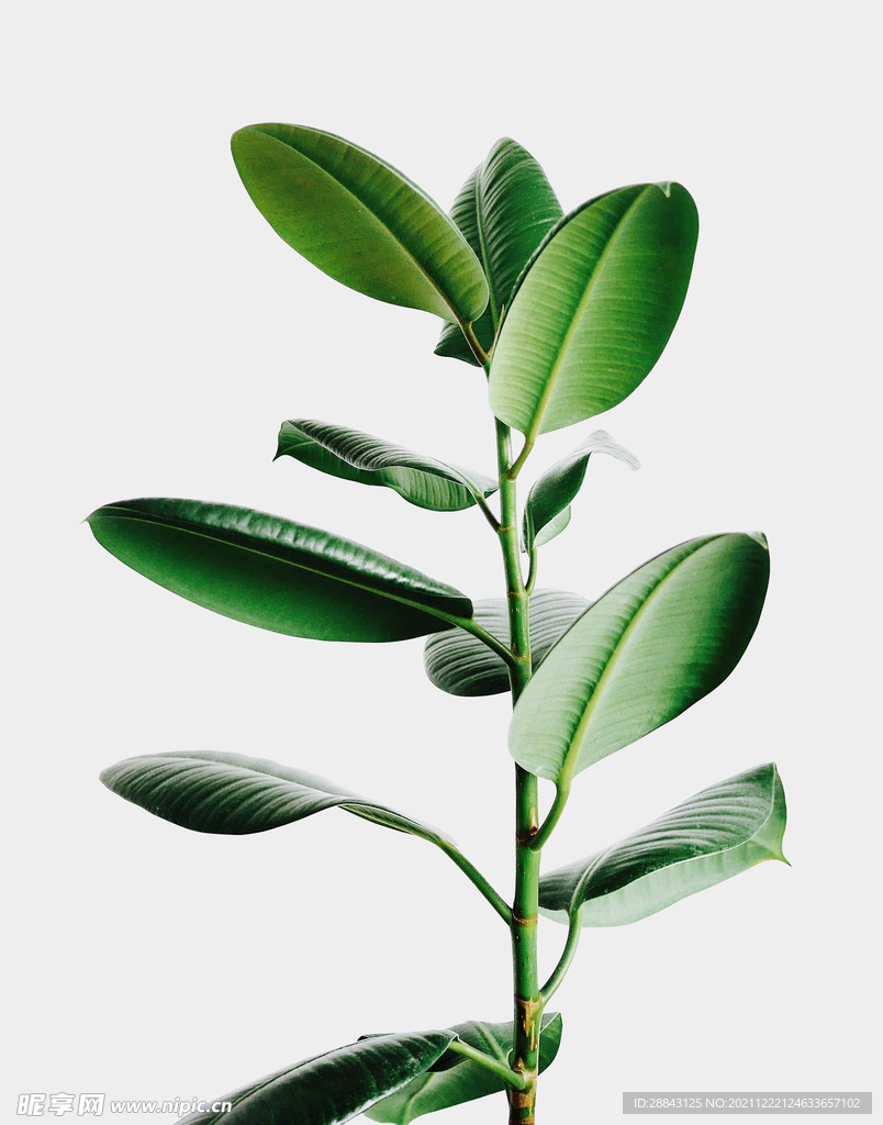 绿色植物PSD植物高清元素高等
