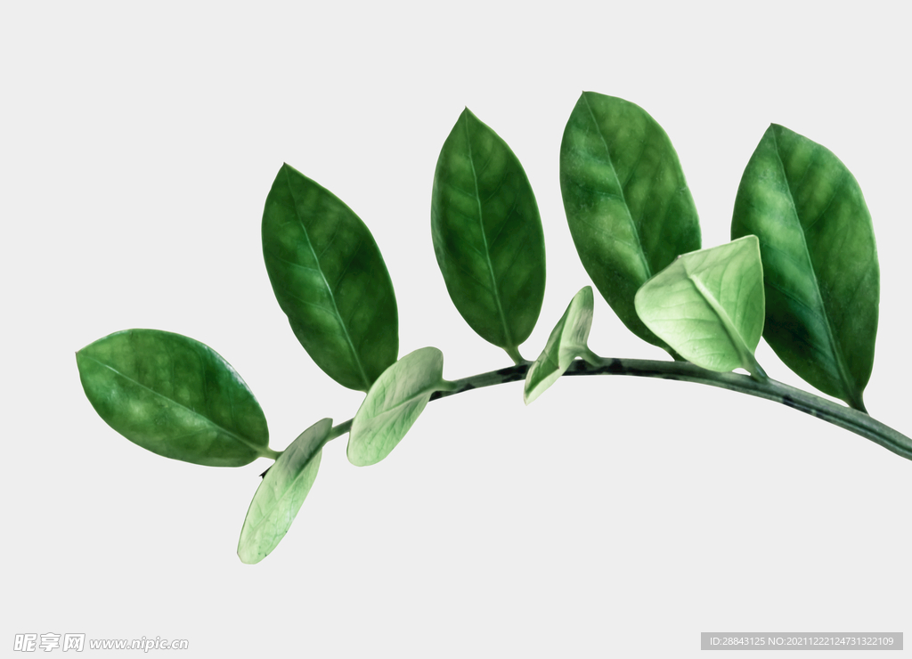 绿色植物素材高端高清元素高级 