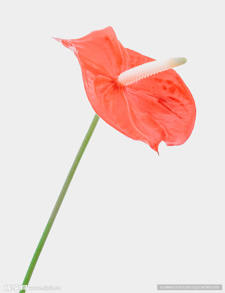 绿色植物素材高端树木元素花朵