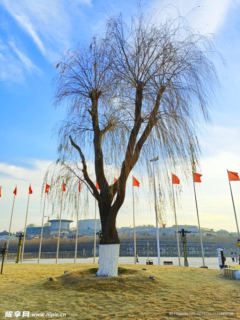 泰安秀城柳树