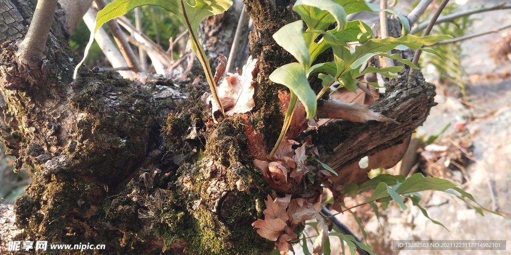 槲蕨图片