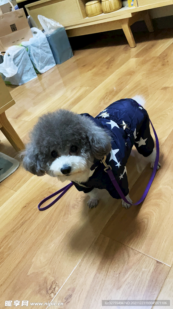 小狗