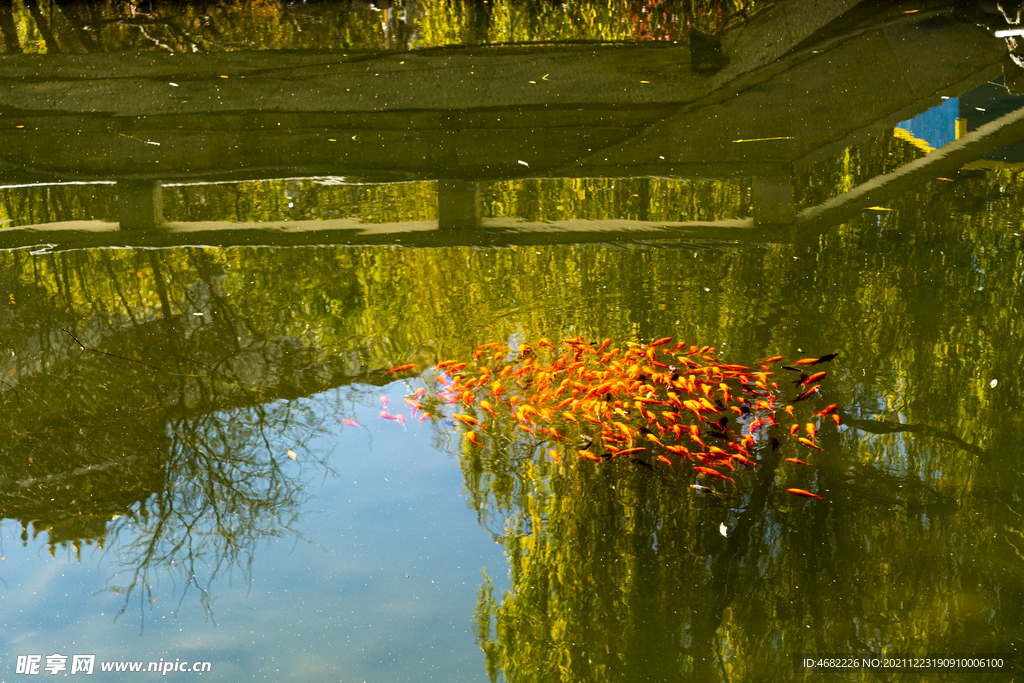 湖中红色的鱼