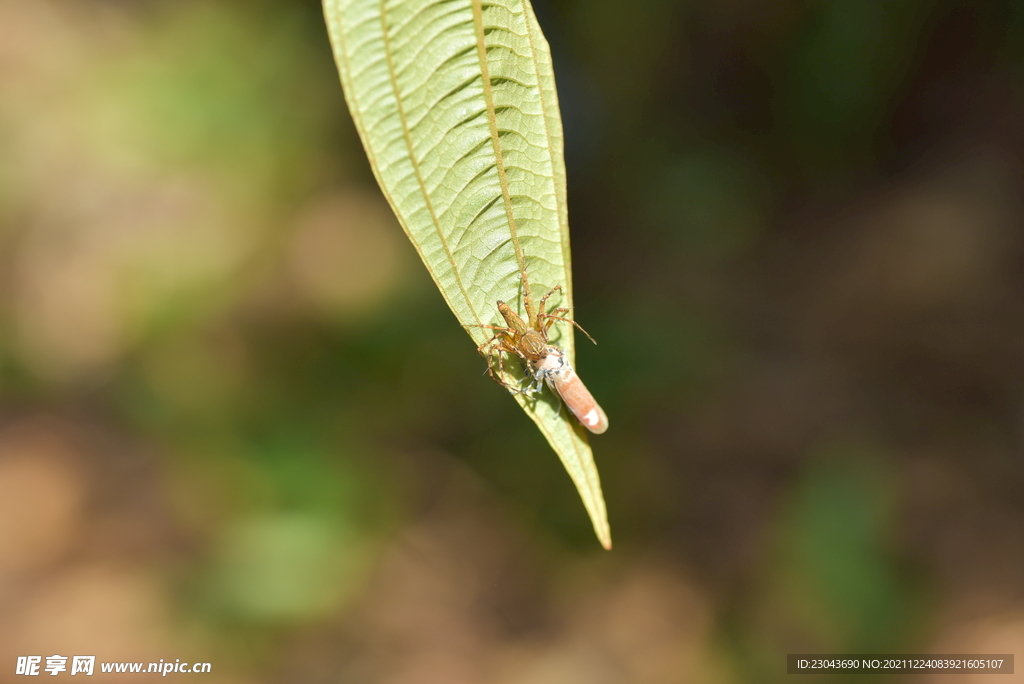 虫子六