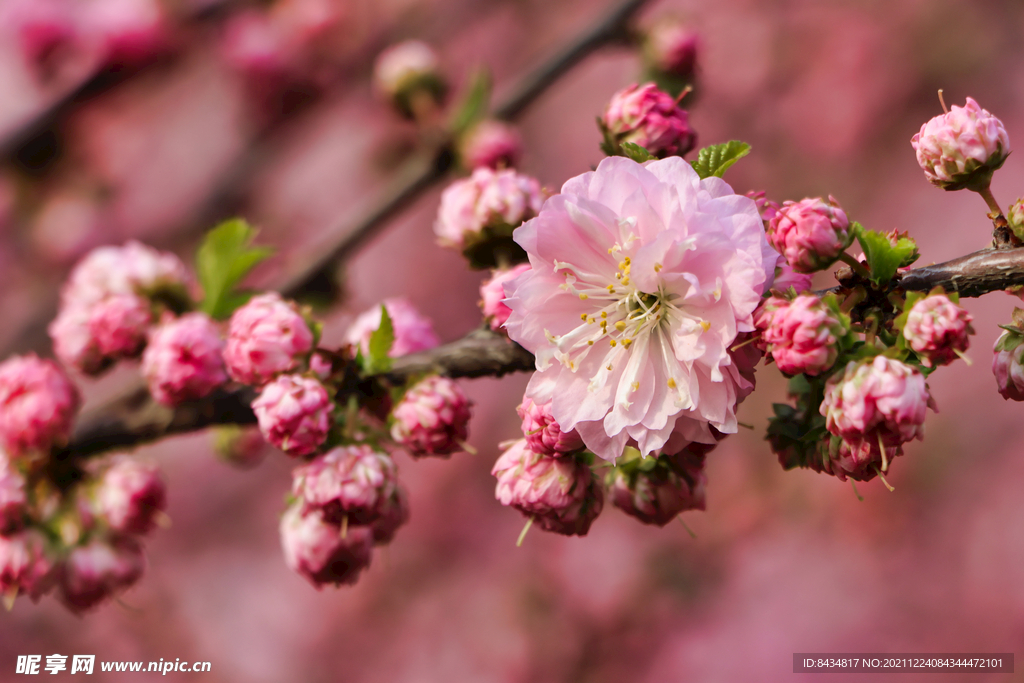 春花