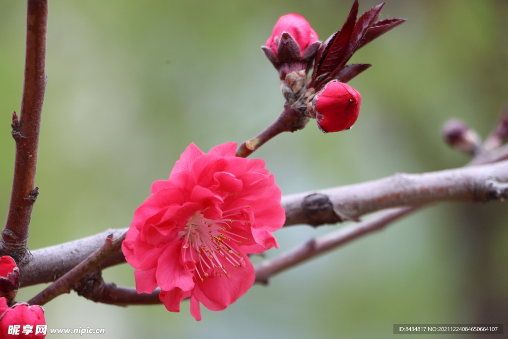 春之花