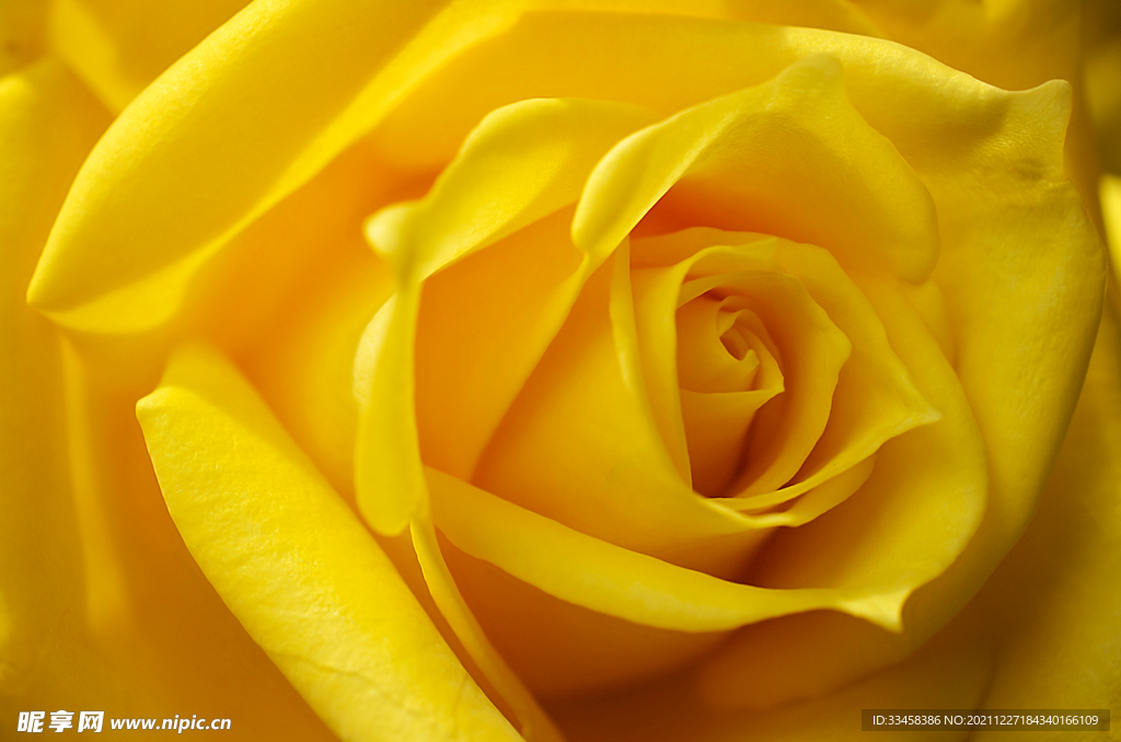 黄玫瑰花4K壁纸